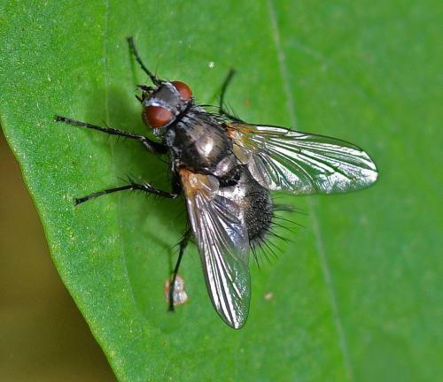 Macquartia tenebricosa